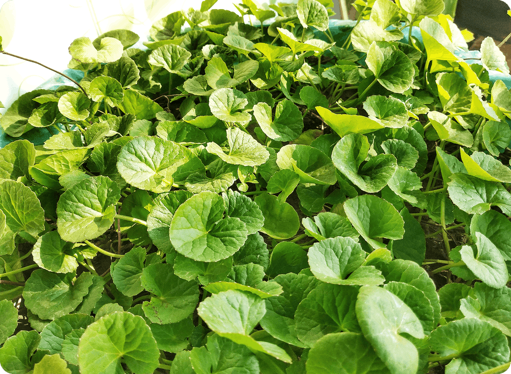 Centella Asiatica Extract RenewaLift technology