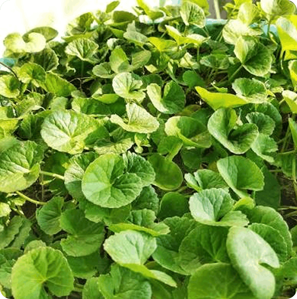 Centella Asiatica RenewaLift technology